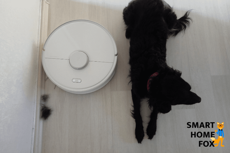 Saugroboter saugt entlang der Leisten Hundehaare weg.